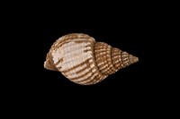 藏品( 焦斑織紋螺)的圖片